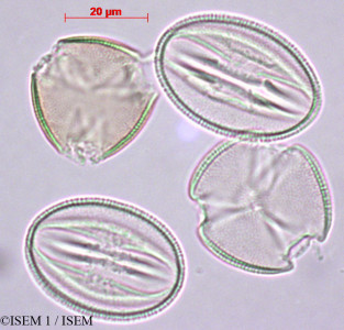 Scrophularia peregrina - lame n° 27896